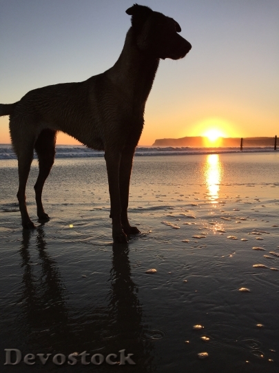 Devostock Dog Coastline Sunset Sand
