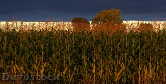 Devostock Indiana Corn Agriculture Farm