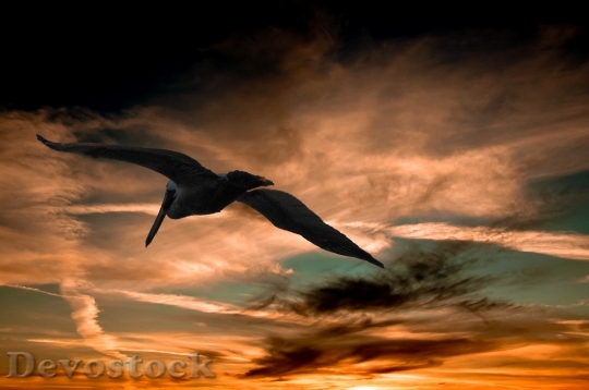 Devostock Pelican Sunset Clouds Florida