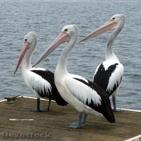 Devostock Pelicans Pelican Water Bird Australian Pelican 61157.jpeg