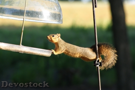 Devostock Squirrel Hungry Acrobat 1510603