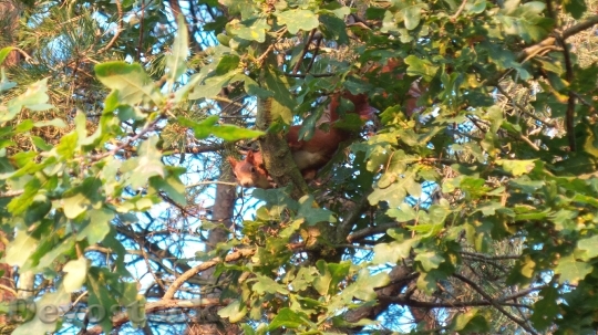 Devostock Squirrel Tree Climb Nager