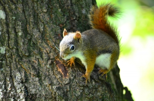 Devostock Squirrel Trunk Tree 1346379