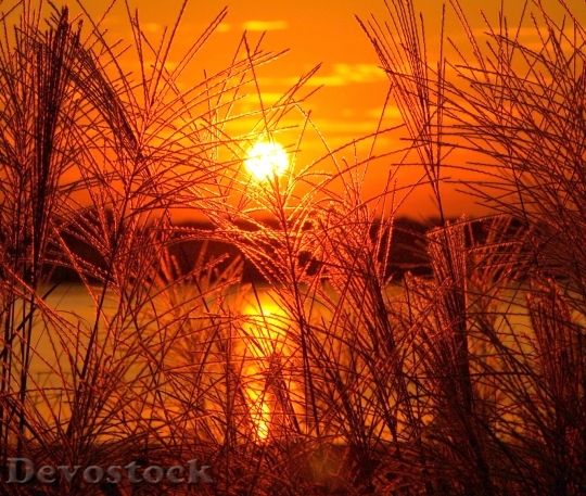 Devostock Sundown Sunset Gold Golden
