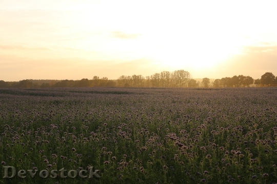 Devostock Sunset Bees Phacelia Field 0