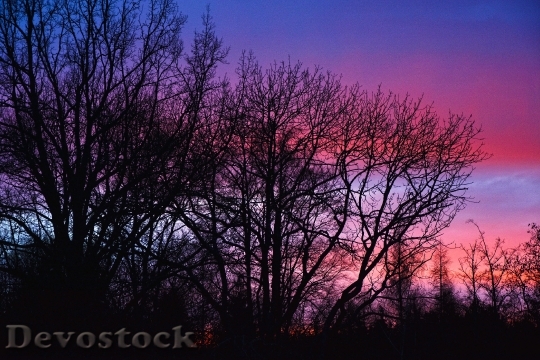 Devostock Sunset Trees Sky Sundown