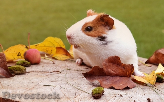 Devostock Domestic guinea pig  (12)