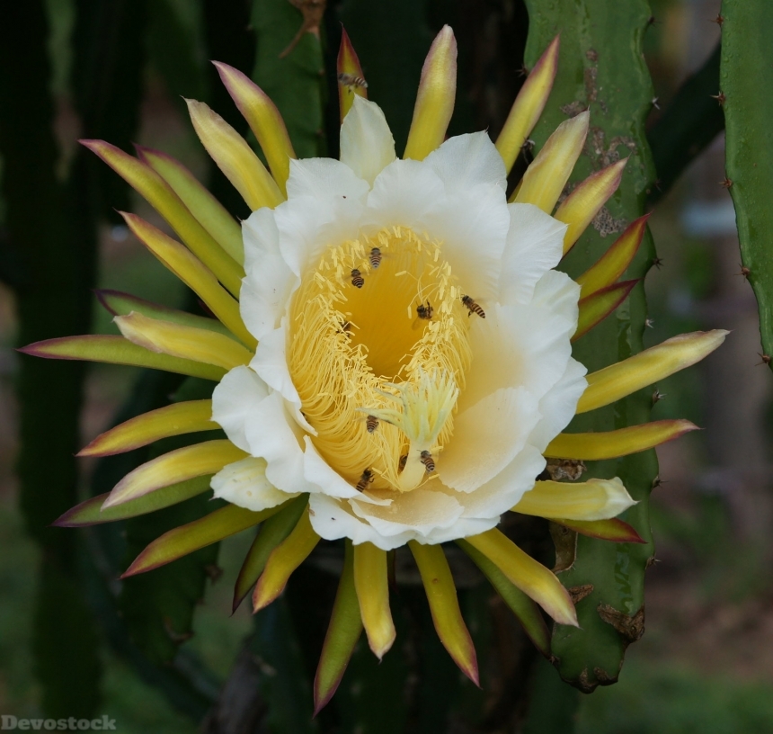 Devostock dragonfruit-flower-dsc08460