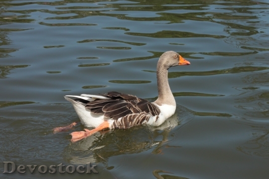 Devostock Duck  (322)