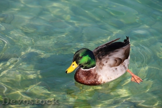 Devostock Duck  (393)