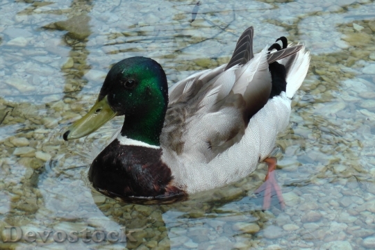 Devostock Duck  (408)