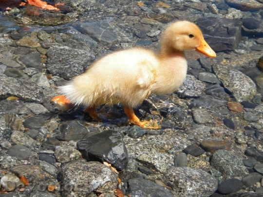 Devostock Duck  (500)