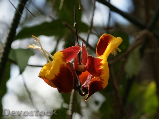 Devostock exoticflower-dsc01091-g1