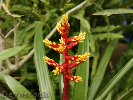 Devostock exotictropicalflower-dsc00644-a2wp