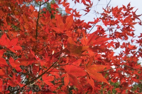 Devostock Free photographs of autumn leaves from Japan  (38)