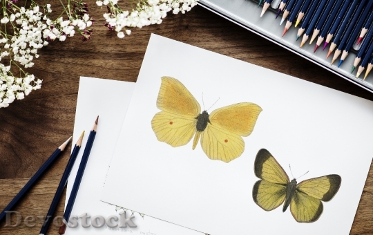 Devostock Illustrationist coloring butterfly