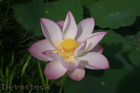 Devostock lotus-dsc01585
