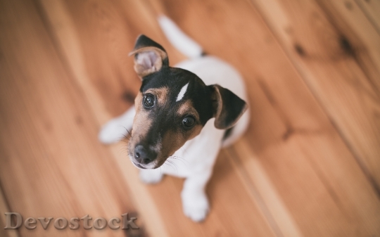 Devostock Obedient cute dog  (3)