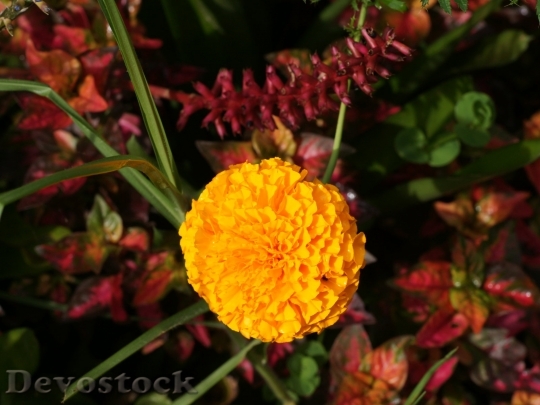 Devostock orange-flower-dsc03101-wp