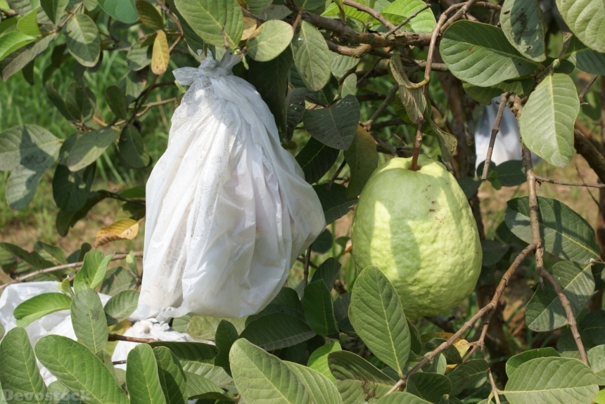 Devostock pesticideprotectionguavafruit-dsc00217