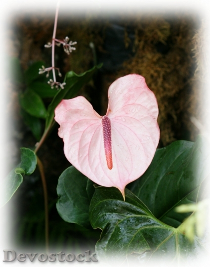 Devostock pink-flamingo-flower-dsc00532-a1