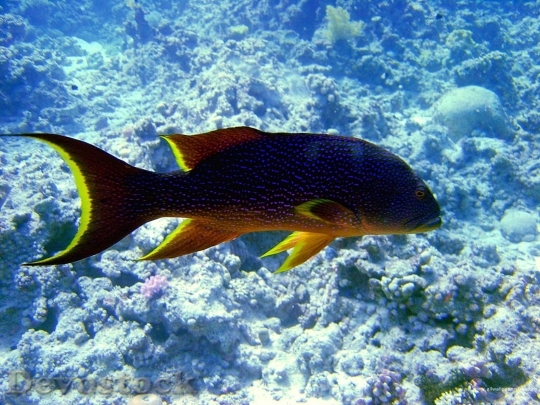 Devostock Sea animal - fish  (26)