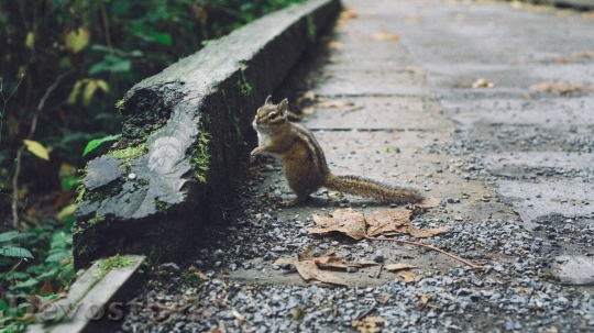 Devostock Smart and cute little squirrel  (6)