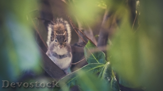 Devostock Smart and cute little squirrel  (7)