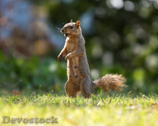 Devostock Standing squirrel with nut in mouth