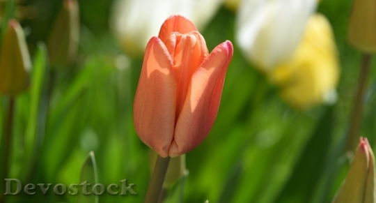 Devostock Tulip beautiful  (112)