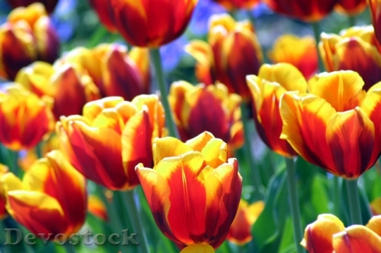 Devostock Tulip beautiful  (280)