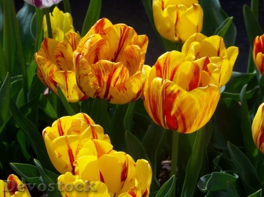 Devostock Tulip beautiful  (30)
