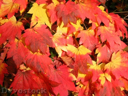 Devostock Autumn Colour Leaves Tree