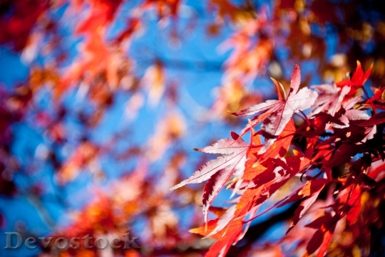 Devostock Autumn Leaves Red Maple 0