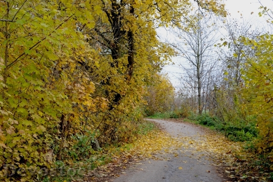 Devostock Autumn Leaves Trees Bicycle