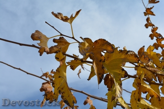 Devostock Autumn Leaves Yellow Vegetation