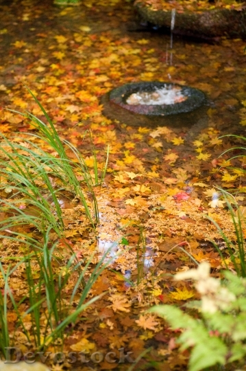 Devostock Autumnal Leaves Water Autumn