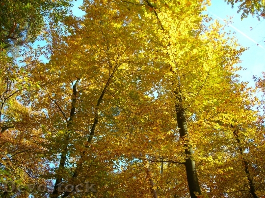 Devostock Beech Wood Canopy Golden