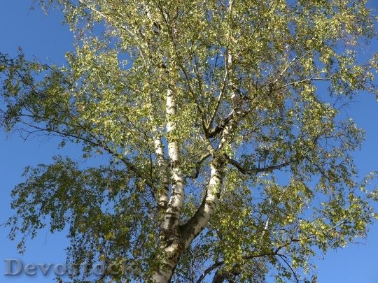Devostock Birch Tree Autumn Nature