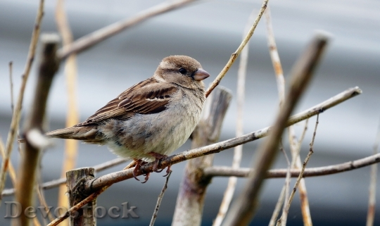 Devostock Bird Sparrow Beak Branch