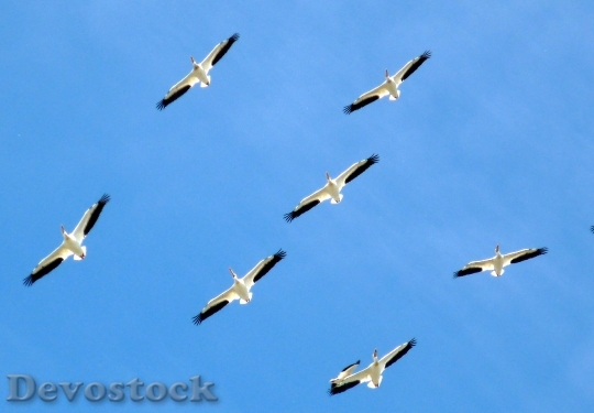 Devostock Birds Animals Pelicans Family