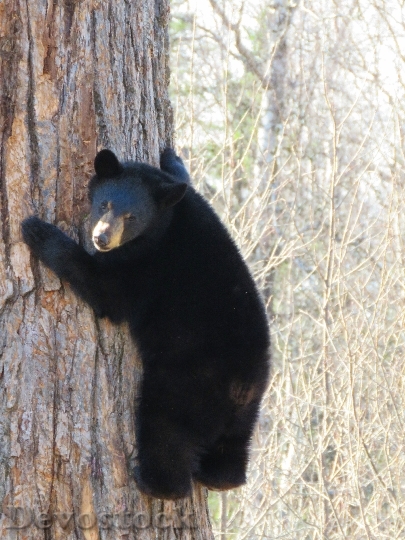 Devostock Black Bear Cub Explored