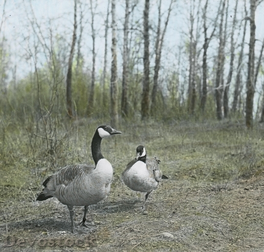 Devostock Canada Geese 2 5