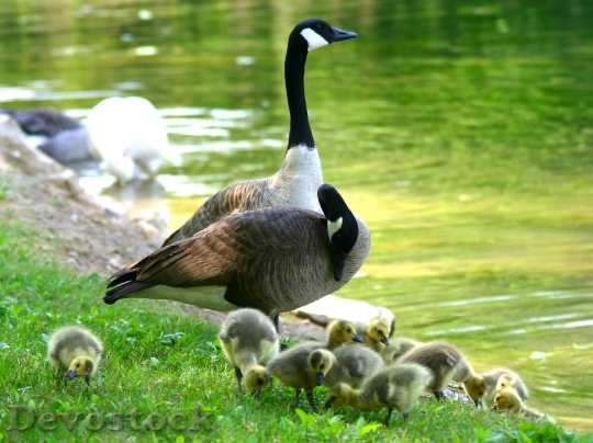 Devostock Canada Goose Fluffy Babys