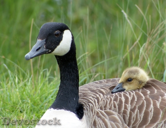 Devostock Canada Goose With Gosling