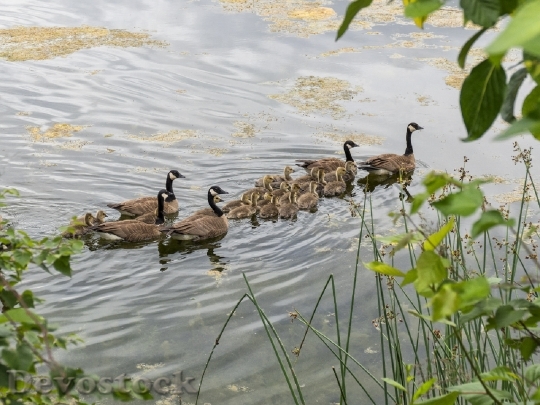 Devostock Canadian Geese Family Chicks
