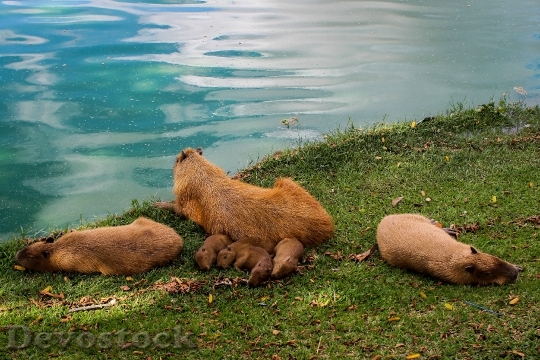 Devostock Capybara Animal Lake Family