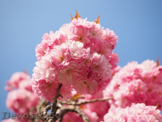 Devostock Cherry Blossom Japanese Cherry 32