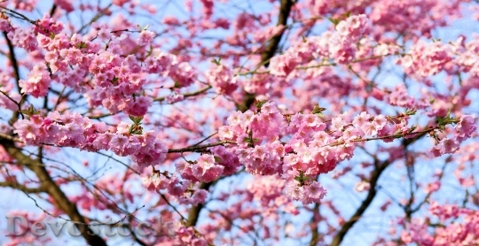 Devostock Cherry Blossom Japanese Cherry 42