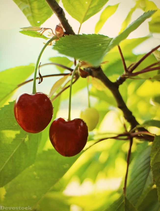 Devostock Cherry Cherries Sweet Cherries